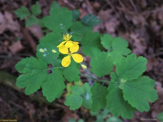Vlaštovičník větší (Chelidonium majus)