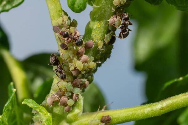 Colony Aphids Ants Garden Plants