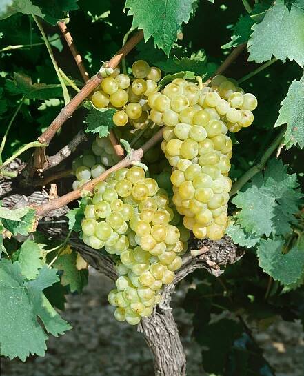 Vitis vinifera subsp. vinifera Muscat à petits Grains