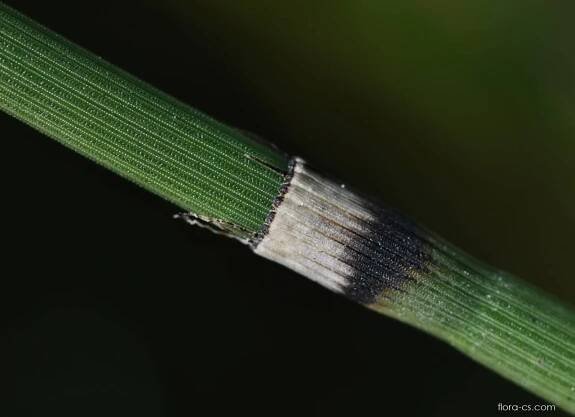 Přeslička zimní (Equisetum hyemale)
