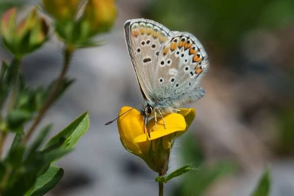 Aricia anteros, male, Velebit, 0621L0834