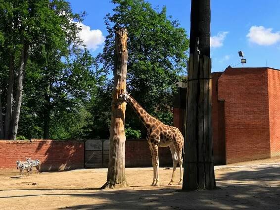 FOTO: Pózující surikaty, mlsné kozy či dovádějící tučňák v liberecké zoo