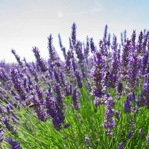 Levandule Vera – Lavandula angustifolia – semena
