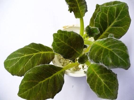 gesneriaceae, podpětovité, saintpaulia, STREPTOCARPUS | pěstování a množení