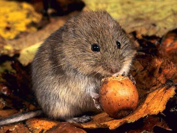 bank-vole_1280x960