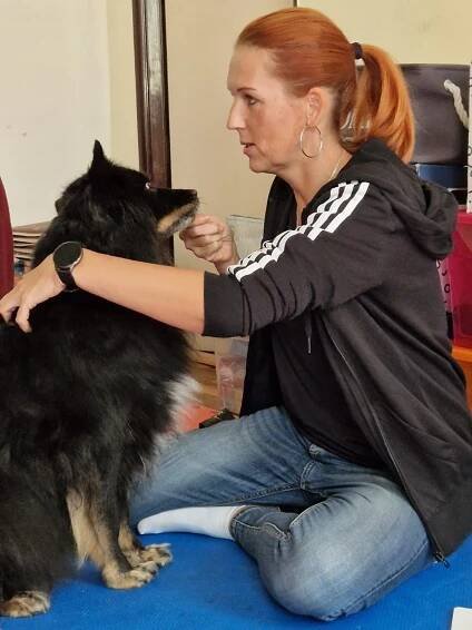 Víte, jak v krizové situaci zachránit psa? V Plzni se vyučuje první pomoc – FOTKY - QAP.cz