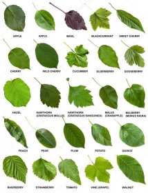 Stáhnout - Sada zelených listů stromů a keřů s názvy izolované na bílém pozadí — Stock obrázek