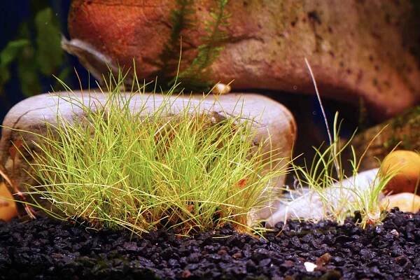 Groundcover eleocharis plant in an aquarium on a background of decorative stones