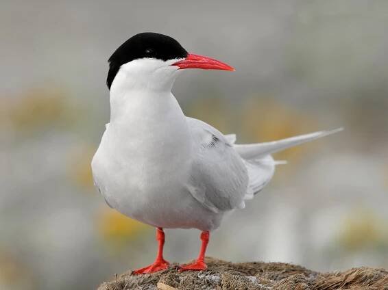 Breeding adult - ML308409111