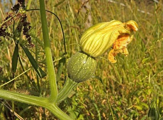 Soubor:Cucurbita pepo var. styriaca02.jpg – Wikipedie