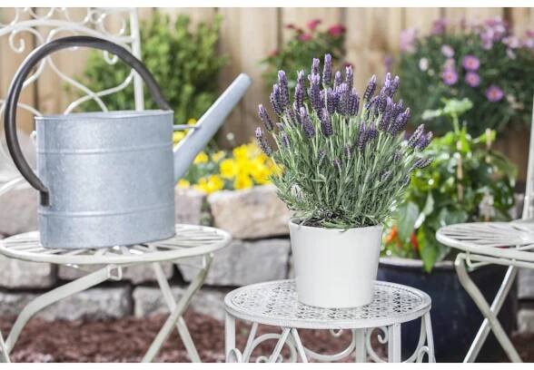 Royal Lemkes Levandule smilovitá (Levandula stoechas) "Anouk" pr. cca 10,5 cm