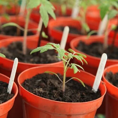 tomato plants