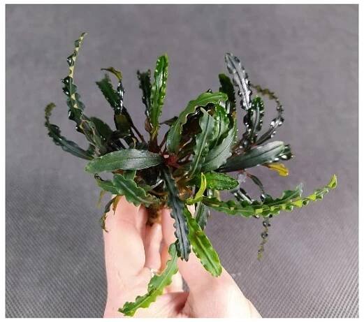Bucephalandra Artemis