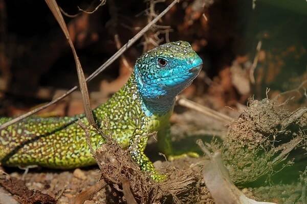 Ještěrka zelená (Lacerta viridis)