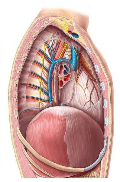 Wissenschaftliche & medizinische Illustration Schweiz