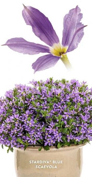 Durable Violet Blue Flowers for Pollinating Bees in 2025 | Edging plants, Container plants, Plants