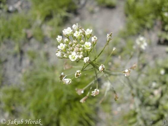 Capsella bursa-pastoris (kokoška pastuší tobolka) | BioLib.cz