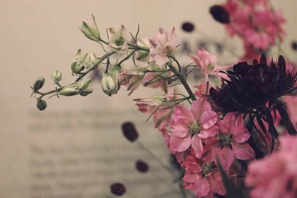 The Smell of Roses