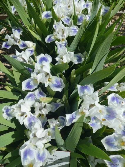 Kosatec Blue Pools - Iris