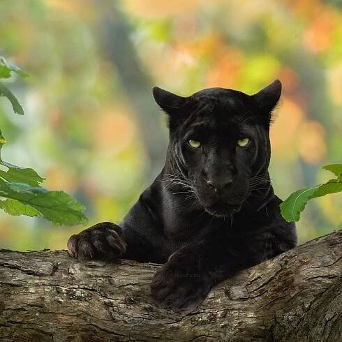 Stunning Shots Of A Black Panther In The Jungle By Wildlife Photographer