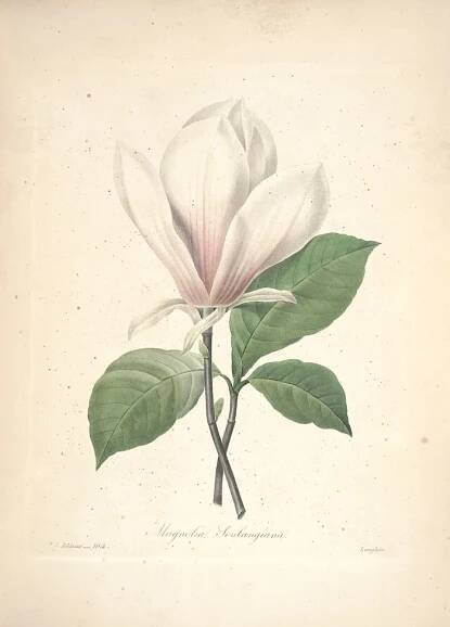 À propos – Hôtel Magnol