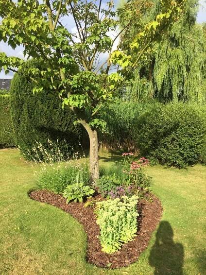 Kleine boom in het midden van een tuin