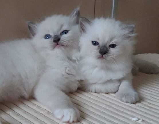 Ice Princess - Chovateľská stanica mačiek exkluzívneho plemena Ragdoll