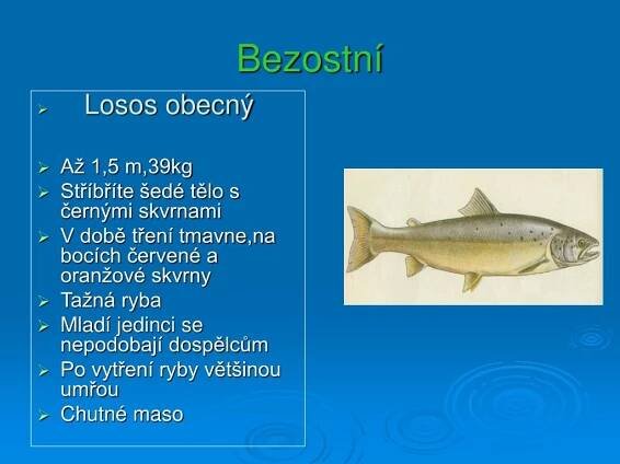 PPT - Dravé ryby PowerPoint Presentation, free download - ID:5268757