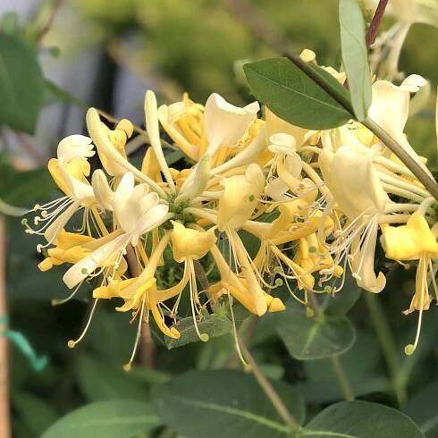 Honeysuckle - Lonicera Archives