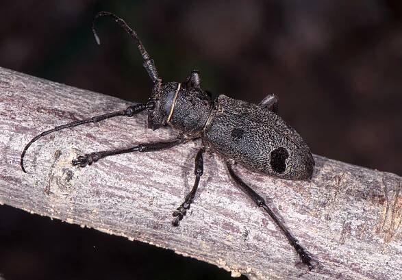 Morimus orientalis