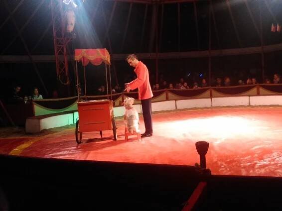 OBRAZEM: Cirkus Humberto bude v Ostravě do neděle