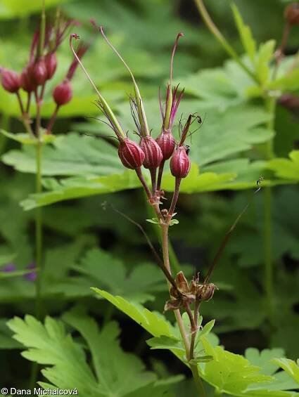 Geranium macrorrhizum – kakost oddenkatý