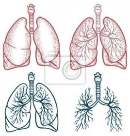 Obraz Lungs. Lungs hand drawn vector illustration. Lungs vintage style sketch drawing. Set of different style lungs.