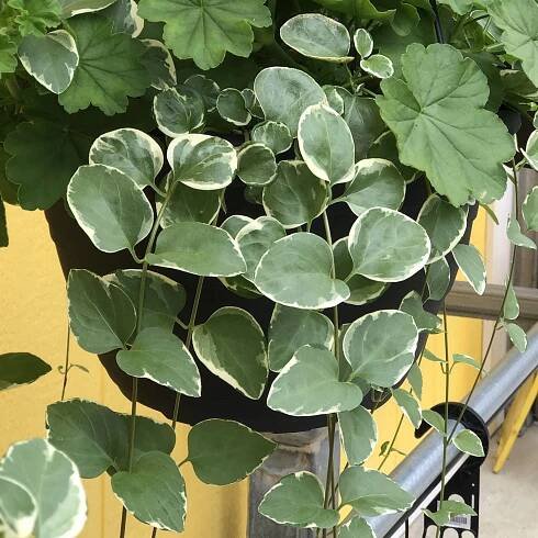 Variegated Vinca Vine - Order Online