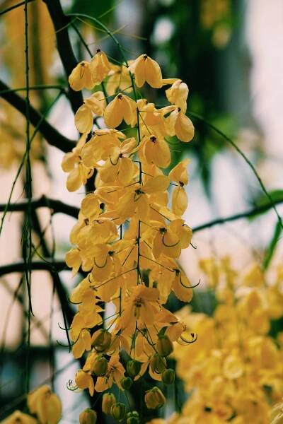 bezplatná Základová fotografie zdarma na téma bujný, cassia fistula, chvosty Základová fotografie