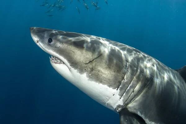 Obrázek - Carcharodon carcharias (žralok lidožravý) | BioLib.cz