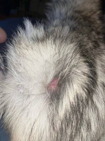 HELP Skin issue 12 year old pedigree spayed female Freya : r/husky