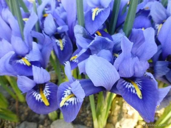 Kosatec síťkovaný - Iris reticulata Harmony