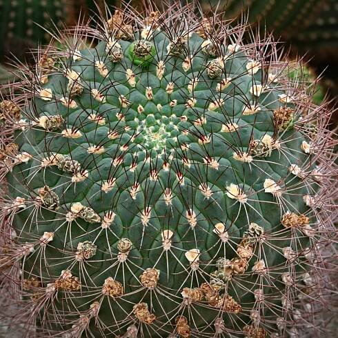 Cactuses – Jan Hof photograpy