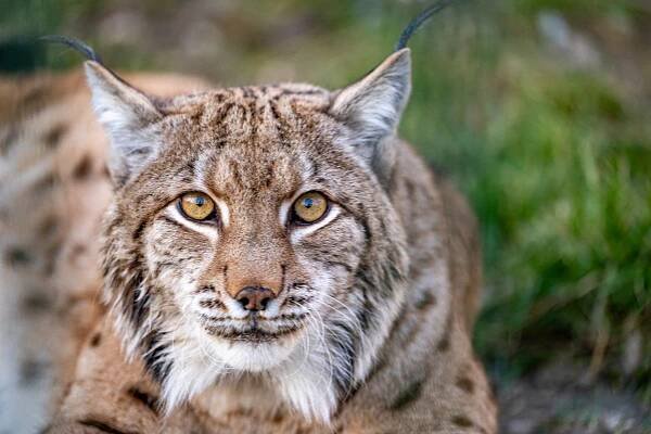 Ostrovidy sú naše ikonické šelmy. Bratislavská ZOO ich má aj vo svojom logu