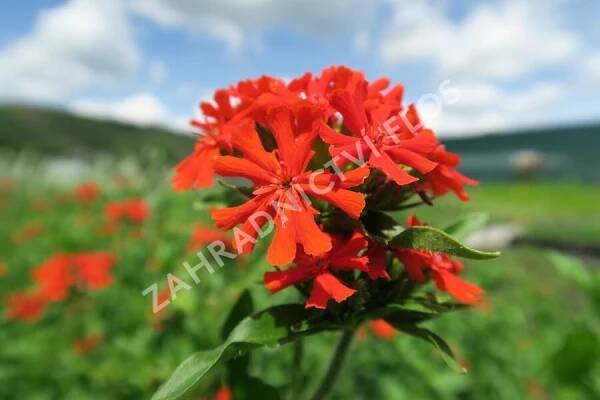 Kohoutek chalcedonský - Lychnis chalcedonica