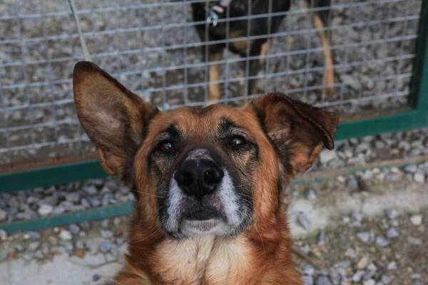 Psi k adopci z útulků, azylů a neziskových organizací