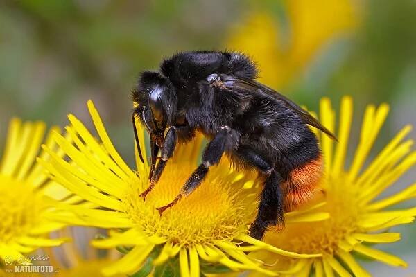 Čmelák skalní (Bombus lapidarius)