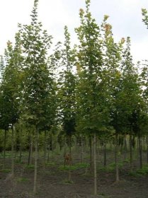 Acer platanoides 'Emerald'n Queen' - Javor | Starkl - zahradní­k spol. s r.o. STROMY