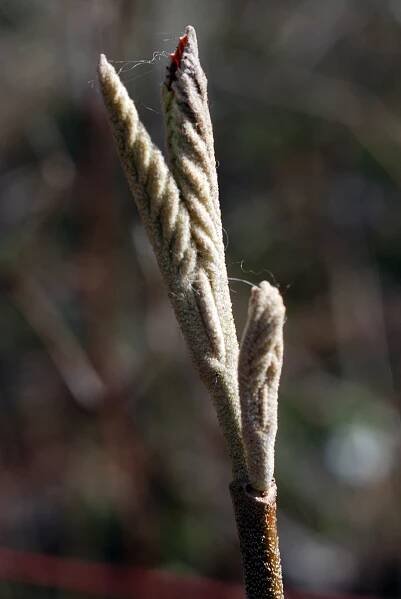 Soubor:Viburnum lantana bud.jpg – Wikipedie
