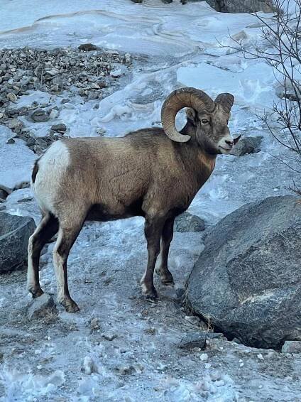 Photo Gallery - Wapiti Sports & Outfitters