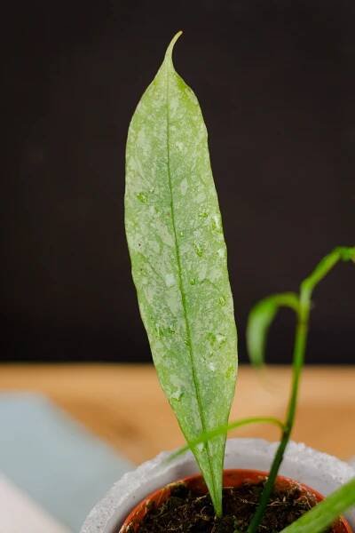 Hoya multiflora ’Silver Splash’ - Image 2