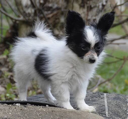 Papillon