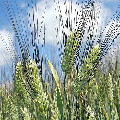 Zkoušení odrůd pšenice seté pro ekologické zemědělství - Články - Agromanuál.cz