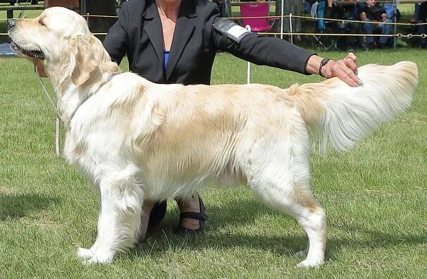 Our Goldens – Cambermere Golden Retrievers